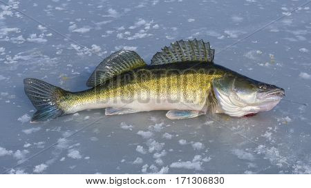 The great catch - Big pike on the ice