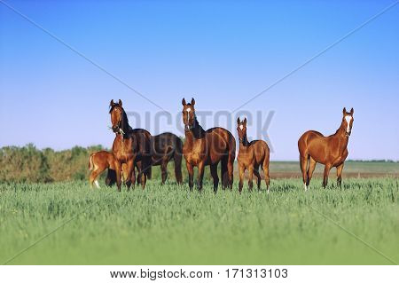 A herd of young horses are beautiful on a sunny meadow with tall grass. Horses grazing on a neutral background scenery