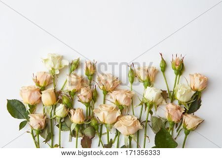 white roses isolated