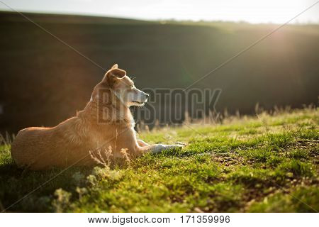 a small red-white dog sitting on a green field, green grass. Spring season. Country side. Animal portrait. Background of the sunset.