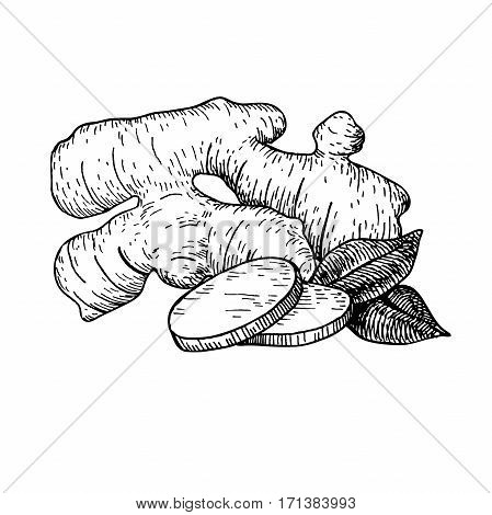 Ginger root vector hand drawn illustration.  Root and sliced pieces . Engraved style flavor. Herbal spice. Detox food ingredient.