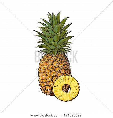Whole, unpeeled, uncut, vertical pineapple and peeled round slice, sketch style vector illustration isolated on white background. Realistic hand drawing of whole and slice of fresh, ripe pineapple