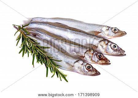 Raw fish capelin and a branch of rosemary isolated on white background.