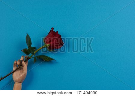 Wooden hand holding red rose flower on blue background Love present card concept with copy space. Valentine's day theme
