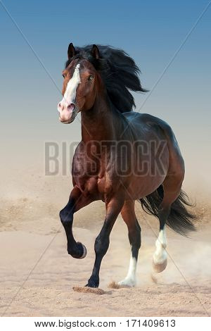 Beautiful bay horse with long mane run gallop in dust
