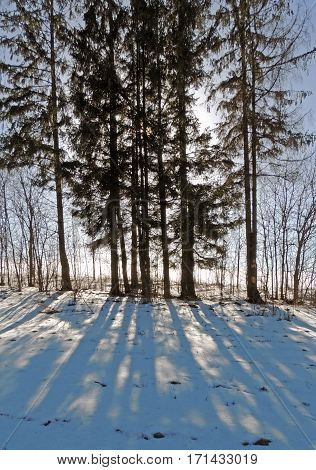 Sunny day in February. Long shadows on the snow. The trees and spruce. Clear sky. The bright sun