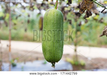 Luffa Gourd Plant In Garden, Luffa Cylindrica.