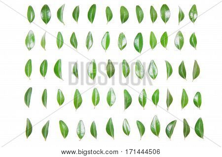 Green leaf in a row on a white background. Type of flat