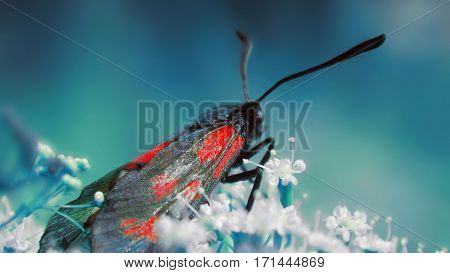 Zygaena filipendulae  in the beautifull nature shot