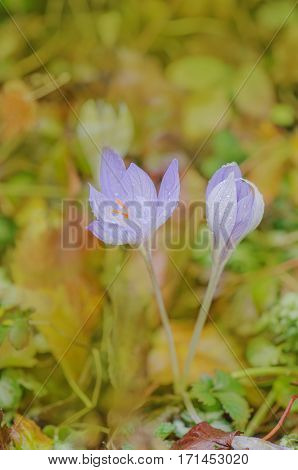 Blooming spring flowers crocus growing in wildlife.
