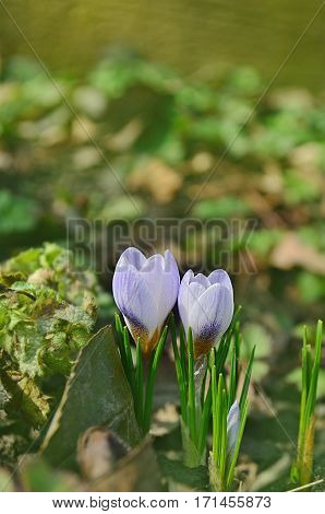 Blooming spring flowers crocus growing in wildlife.