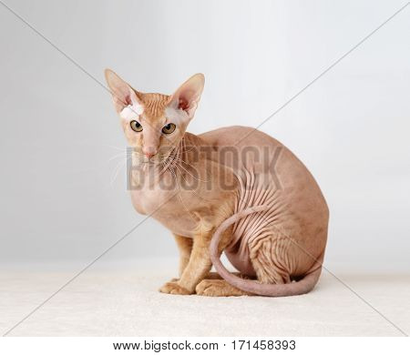 Peterbald cat Oriental Shorthair against the white curtains