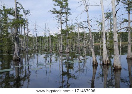 Louisiana Bayou