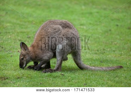 Red-necked wallaby (Macropus rufogriseus), also known as the Bennett's wallaby.