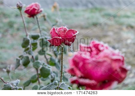 Red roses covered with frost on the street, winter