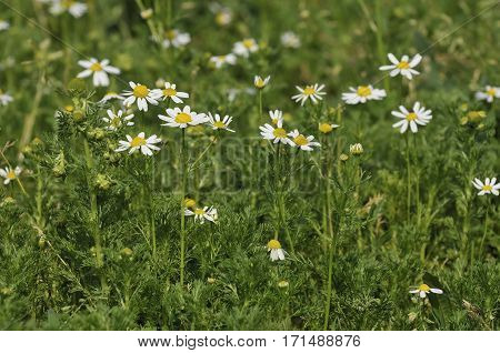 Scentless Mayweed - Tripleurospermum inodorum White Meadow Flower