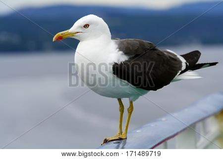 Large beautiful gull breeding ( Larus fuscus) on the Atlantic coast of Europe and along the northern coast of the Russian Federation. Sea gull sitting on the stern of a large ship.