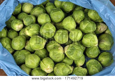 Sprouts