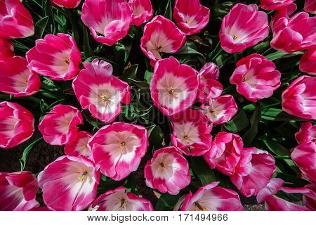 Flower field with colorful tulips. Tulipa Innuendo . Keukenhof Flower Park