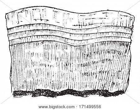 Stereum frustulosum, vintage engraved illustration.