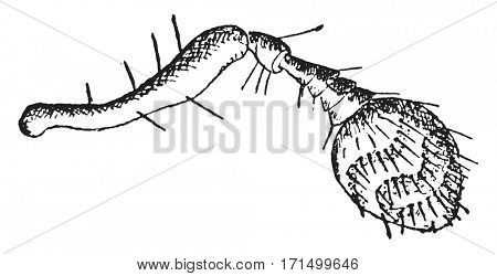 Tomicus, vintage engraved illustration.