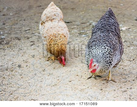 Hennen auf Bio-Bauernhof