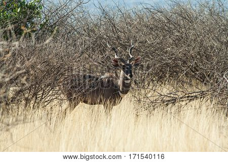 Antelope in a Africa Savannah standing and staring