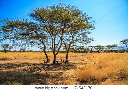 A view of African Savannah with tree