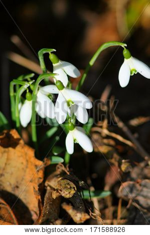First spring white snowdrops flowers on fallen leaves.