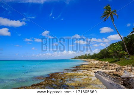 Beautiful caribbean sea and green palmen. Sommer ocean landscape as background.