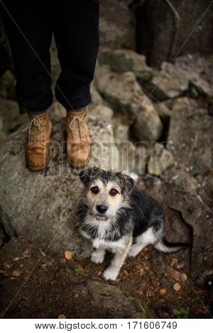 Friendly dog sitting beside his owner, on a walk in the forest. A no specific breed dog, mongrel.