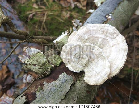 A wild mushroom growing on dead log