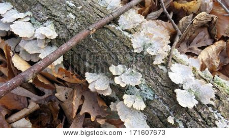 A twig leaning against a fallen log growing Fungus