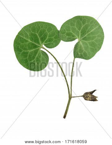 Pressed and dried flower wild ginger (asarum europaeum) isolated on white background. For use in scrapbooking floristry (oshibana) or herbarium.