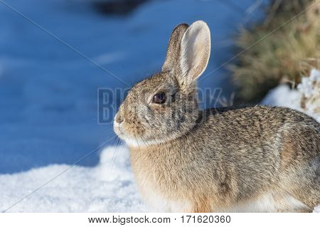 a cute cottontail rabbit after a winter snow