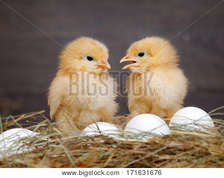 Newborn Chicks. Orange Chicks communicate with each other. Hay white eggs