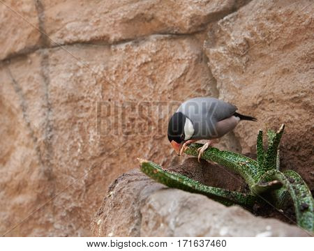 Sharp-tailed grass finch (lat. Poephila acuticauda) sitting on a branch