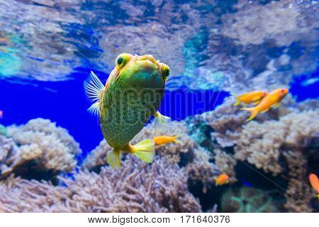 Close-up of a blowfish underwater. Yellow blowfish