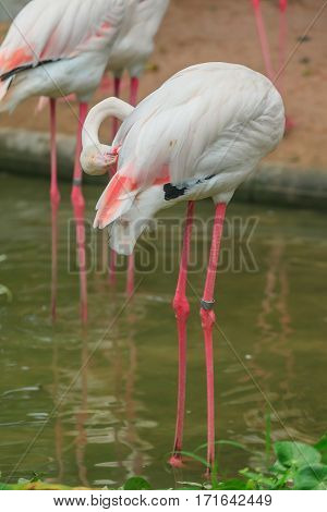 Flamengos bird in wild life close up