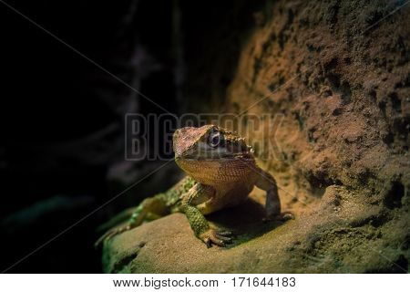 Close-up of a green lizard. Greem lizards