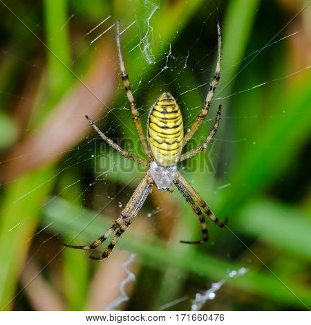 Argiope bruennichi - wasp spider sits at the center of its web