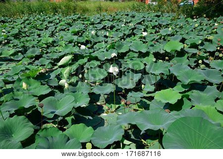 Pond With Lotuses. Lotuses In The Growing Season. Decorative Plants In The Pond