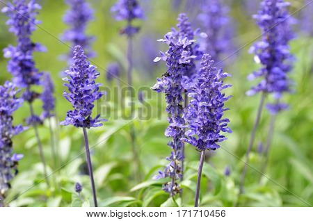 Blooming Blue Bugleweeds Ajuga