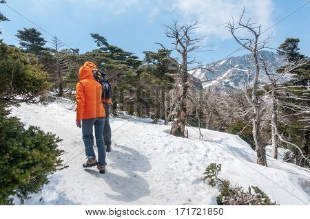 group of hikers tourists at the trail to the top of famous Hallasan mountain volcanic crater at Jeju island Korea