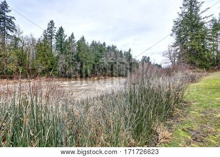 Nice View Of Flowing River Nisqually Surrounded By Trees