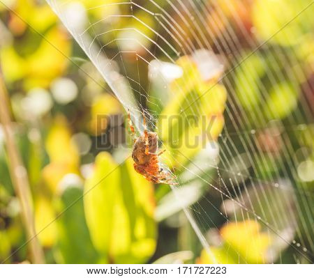 Orb weaver spider on web in green natural area.