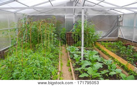 Growing up in a rural greenhouse vegetables for food.