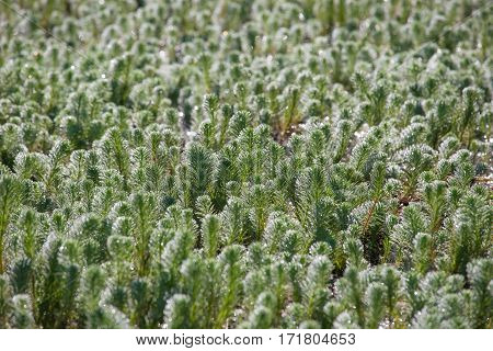Beautiful Hydrilla (hydrilla Verticillata) At Thai Flower Garden. Selctive Focus.