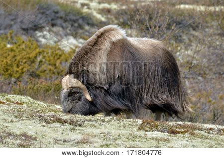 musk ox - Ovibos Moschatus - in natural habitat