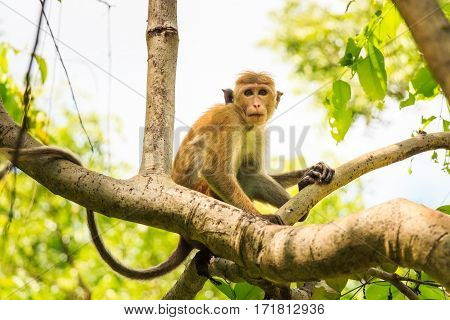 Photograph of Sri-Lankan toque macaque or Macaca sinica